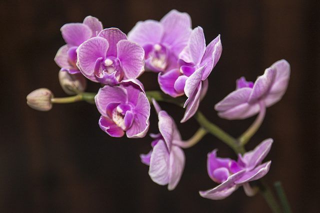Comment cultiver des orchidées intérieur