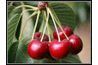 L'éperon de cerise est la partie de l'arbre qui tient la tige du fruit en place. Un seul éperon peut contenir autant que 5 ou 6 cerises.