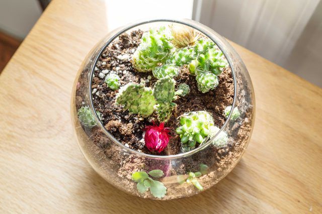 Comment faire un terrarium Cactus