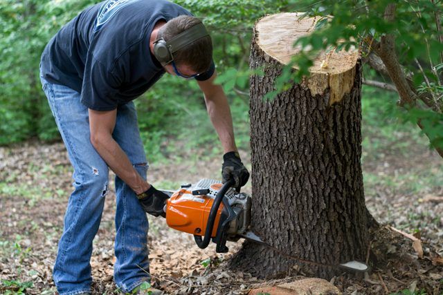 Couper une section d'un arbre.