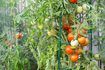 Implantation des plants de tomates économise de l'espace dans le jardin et permet plus de place pour d'autres usines.