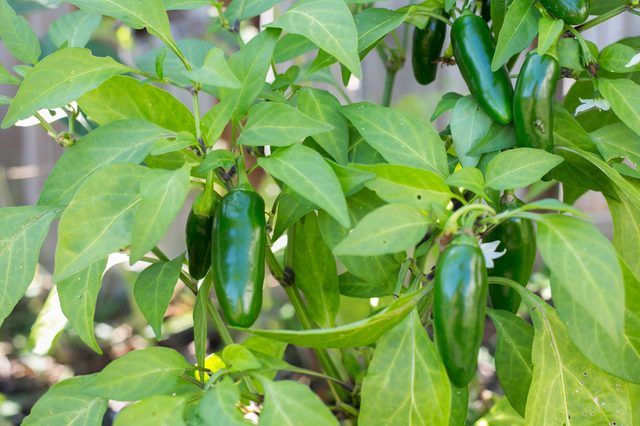 Comment cultiver des piments jalapeno