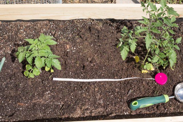 Plants de tomates émondées prennent moins de place dans le jardin que lorsqu'il est laissé non taillée.