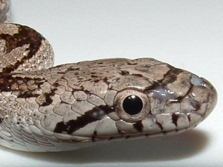 Serpents avec les pupilles rondes sont non venimeux.