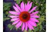 Echinacea's beautiful purple flower makes it popular in gardens. If you are using fresh herbs use 1/4 cup of each instead of 1/2 a teaspoon.