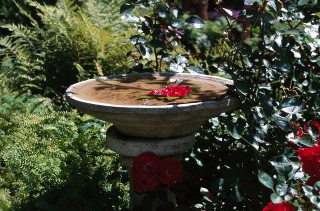 Un bain d'oiseaux dans votre jardin est bénéfique pour les colibris.