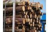 Eucalyptus bio-ingéniérie, de bois d'œuvre est de plus en Floride.