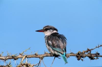 Kingfisher perché sur la branche