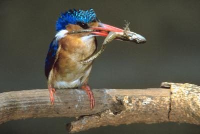 Kingfisher manger petite grenouille