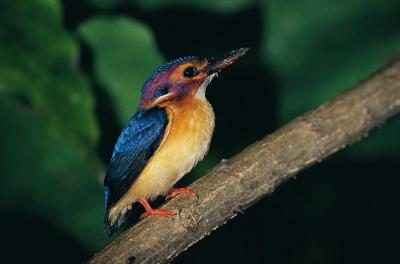 Kingfisher perché sur la branche