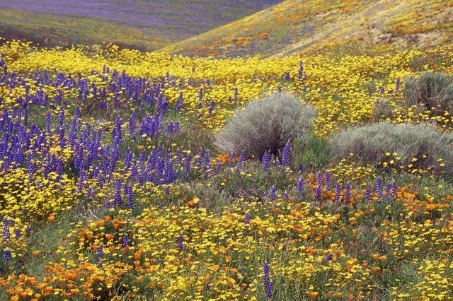 Grande prairie rempli de fleurs sauvages.