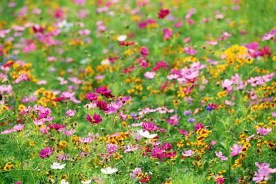 Close-up de fleurs sauvages qui poussent dans le terrain.