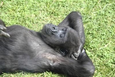 Gorilla cub de repos sur l'herbe