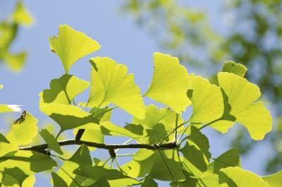 en forme d'éventail feuilles de l'arbre ginkgo