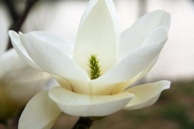 Dicotylédones telles que le magnolia ont de nombreux pétales.