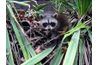 Raccoon peut être trouvé dans le wild.in the Wild