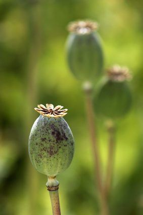 Le fruit du pavot publiera ses graines à maturité.