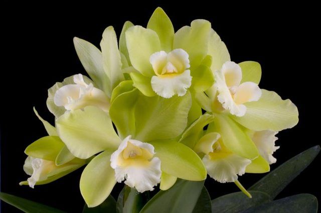 orchidées de Cattleya sont des cibles à l'échelle du Boisduval préférés.