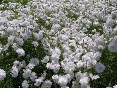 Un champ de floraison oeillets blancs.