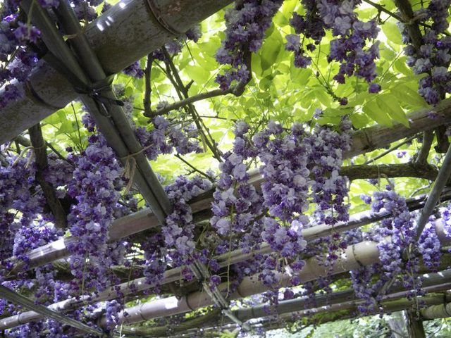 Glycines Purple suspendus à un treillis rustique.