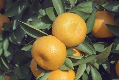 oranges poussent sur un arbre.