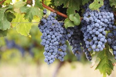 En savoir plus sur les différents types de vin de raisin dans un cours de certification de sommelier en ligne.