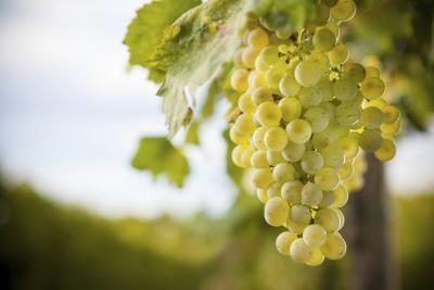 Programmes de Sommelier en ligne offrent de nombreuses variétés de cours et de styles adaptés à l'amateur de vin.