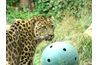 Le léopard est considéré comme une espèce en voie de disparition.