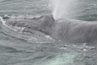 Les baleines à bosse sont une espèce en voie de disparition qui passe beaucoup de temps près de l'Antarctique.