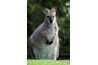 Certaines espèces de wallaby sont en danger en Australie.