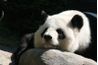 Tous les pandas géants sont protégés par le gouvernement chinois.