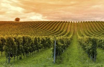 Pinot gris vient principalement de la région d'Alsace, en France.