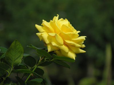 Sirène rose