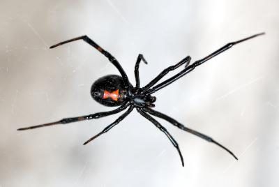 Veuves noires sont notoires araignées identifiés par la marque en forme de sablier de couleur.