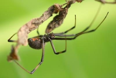 La veuve araignée brune est un rapport à la veuve noire.