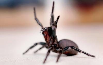 L'araignée d'entonnoir web est l'un de l'Australie's deadliest spiders.