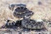 Texas bénéficie d'une grande diversité de serpents, y compris les serpents à sonnettes.