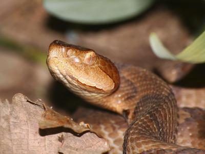 Le serpent copperhead se trouve au Texas.