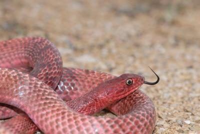 La loi du Texas protège 13 espèces de serpent.