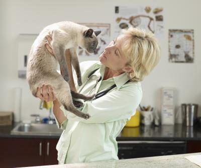 chat avec vétérinaire
