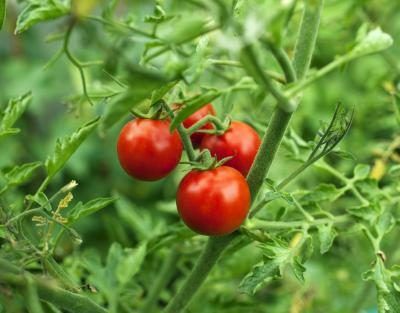 Les tomates sont des aliments alcalins.