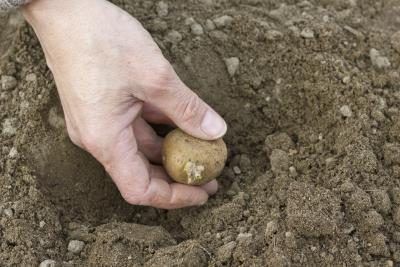 Une semence de pomme de terre est planté