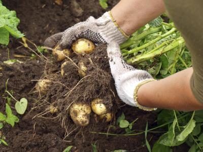 La récolte des pommes de terre jeunes dans un jardin