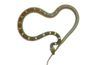 Les vers de terre ou wigglers rouges sont toxiques pour les serpents.