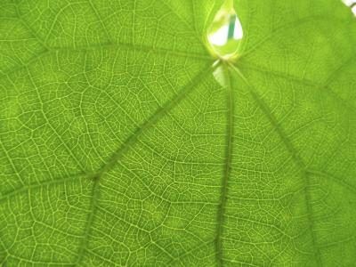La chlorophylle pigment est contenu est chloroplastes de feuilles.