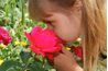 La beauté des roses attire des admirateurs de tous âges.