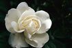 La signification d'un blanc simple Rose