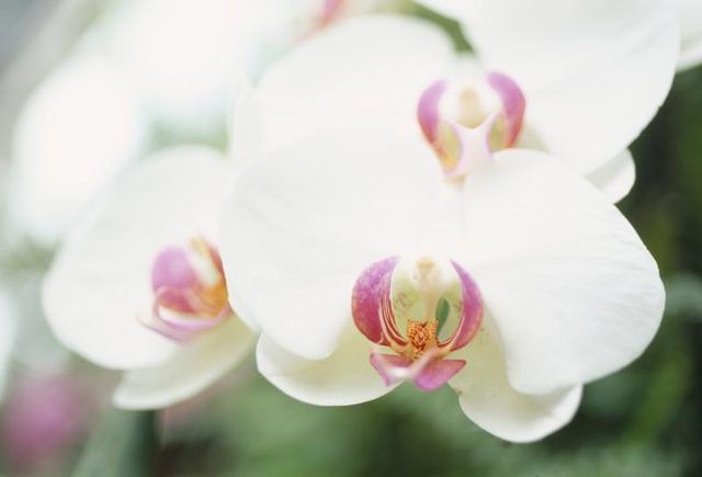 Une image en gros plan de fleurs d'orchidées.