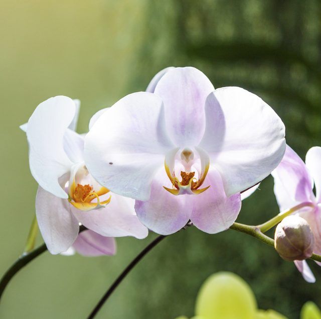 Blooming orchidées.