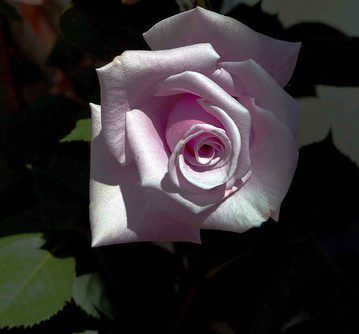 Argent sterling rose en fleur